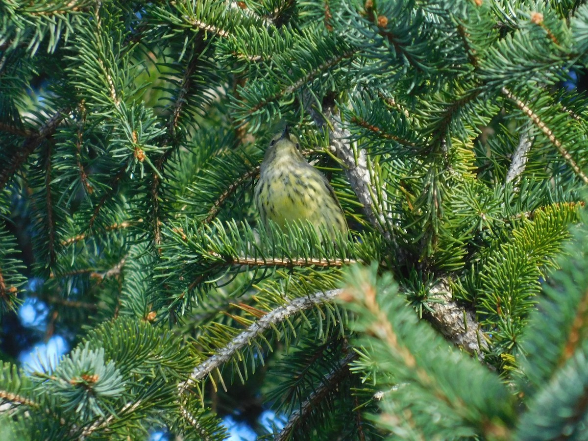 Cape May Warbler - ML626313923