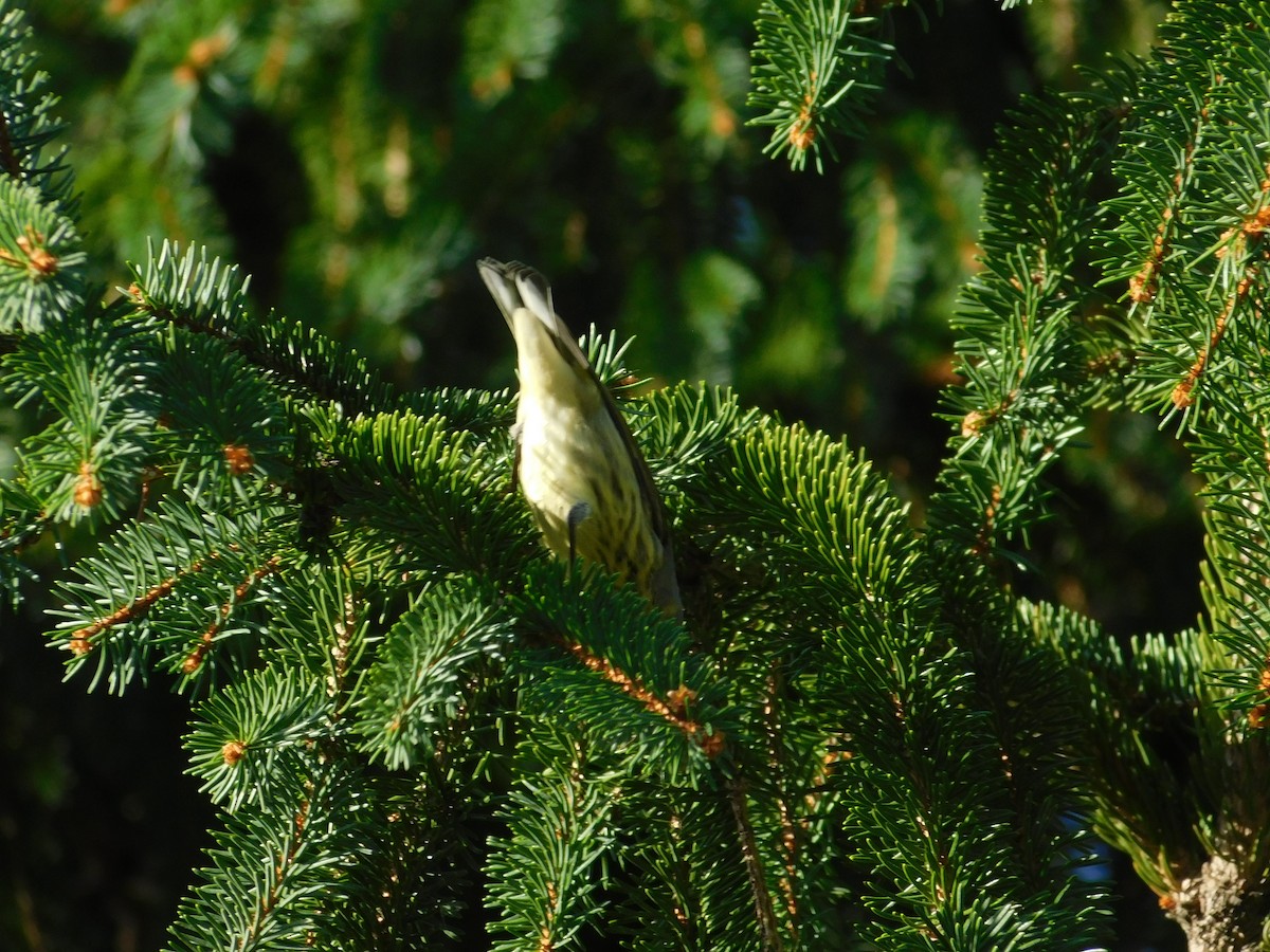 Cape May Warbler - ML626313924