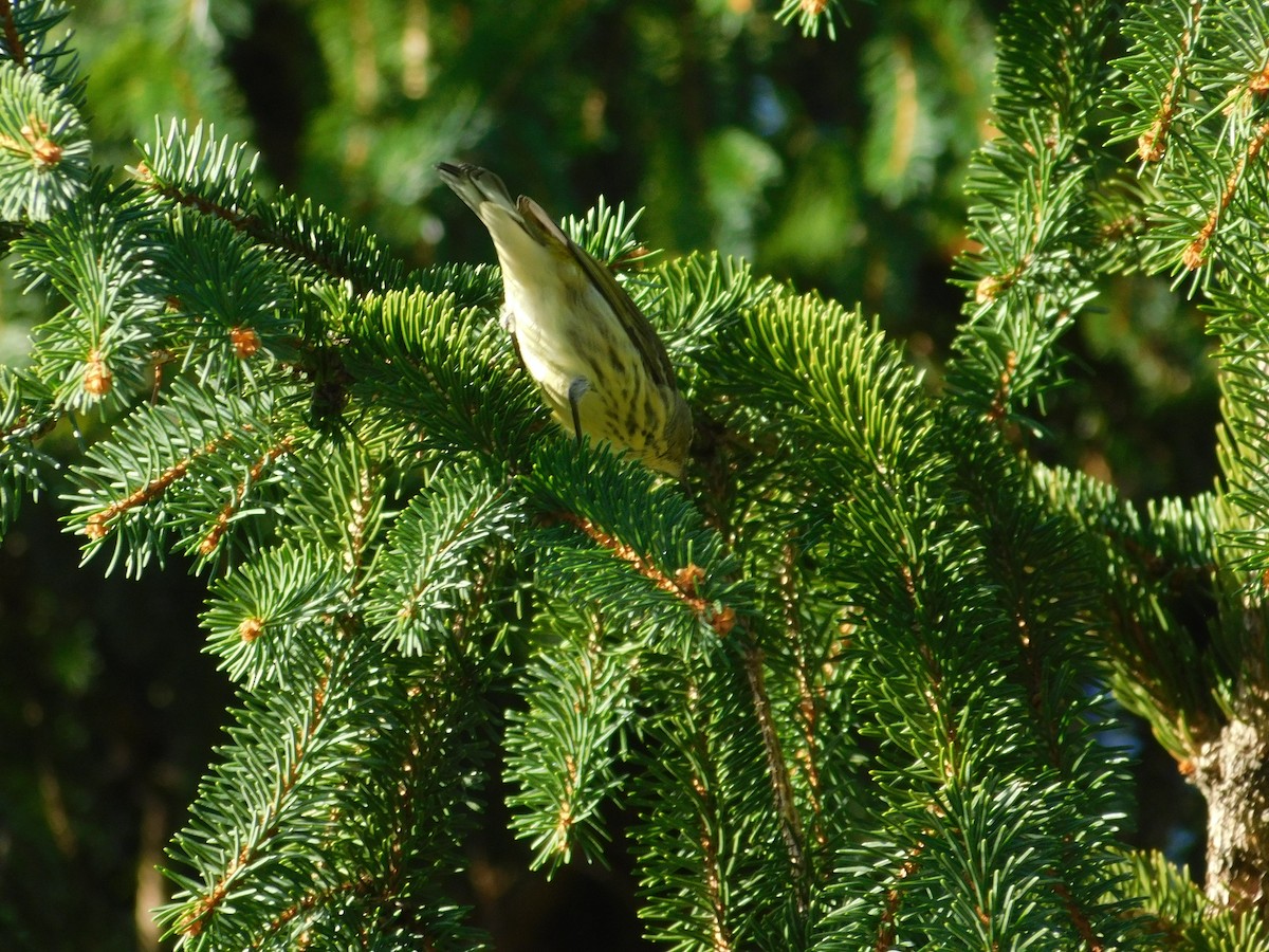 Cape May Warbler - ML626313925