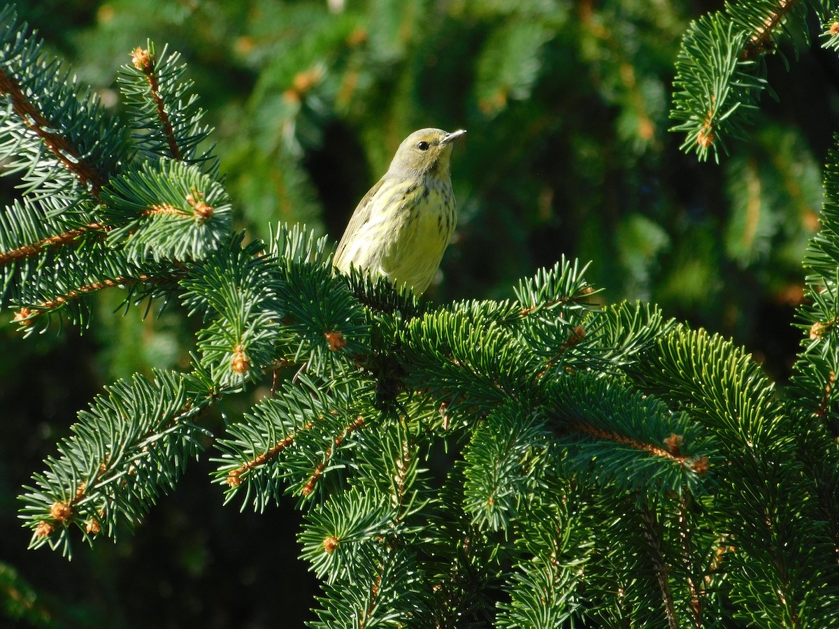 Cape May Warbler - ML626313926