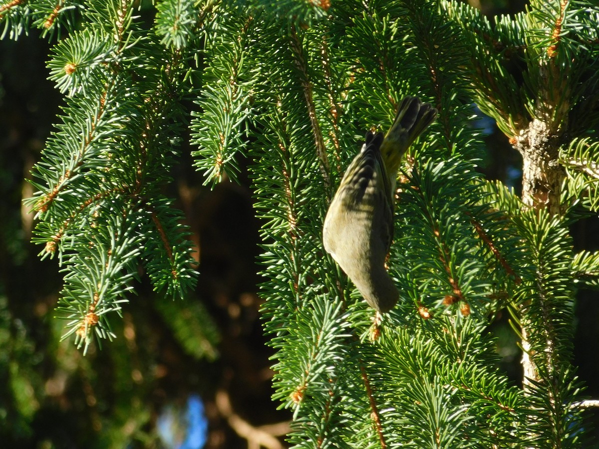 Cape May Warbler - ML626313927