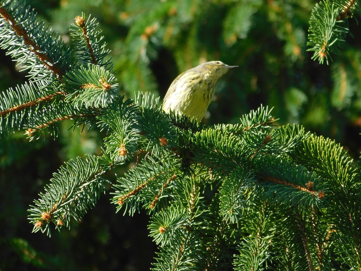 Cape May Warbler - ML626313928