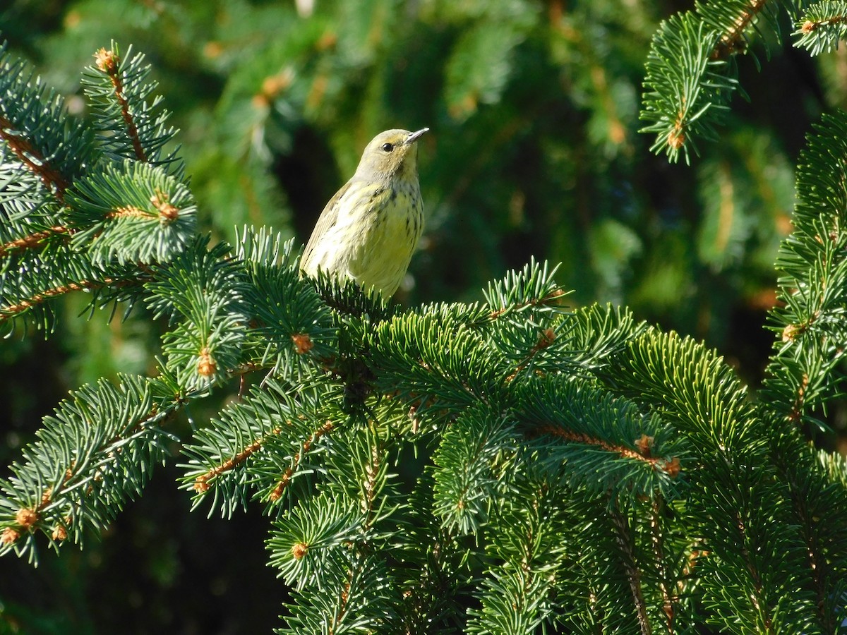 Cape May Warbler - ML626313947