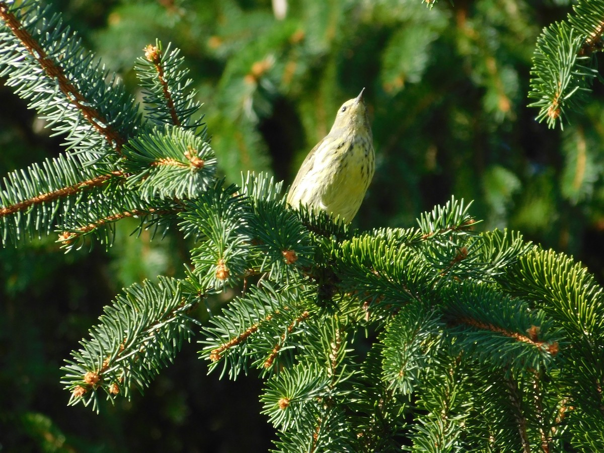 Cape May Warbler - ML626313948