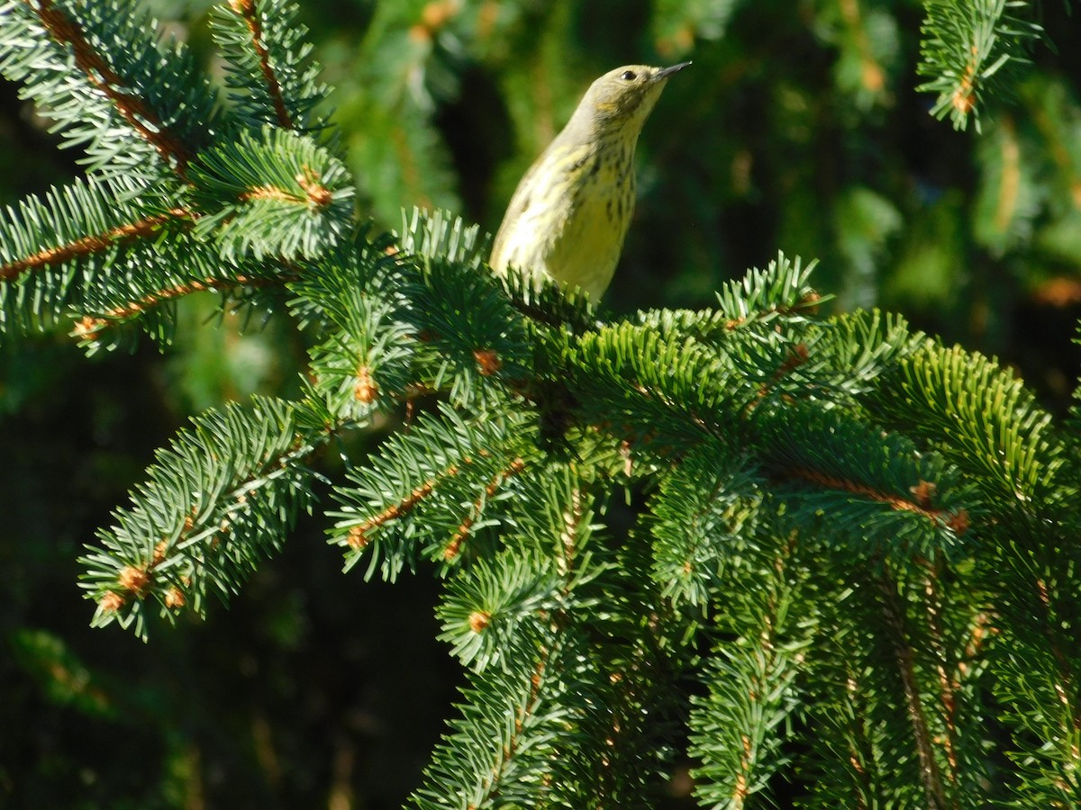 Cape May Warbler - ML626313949