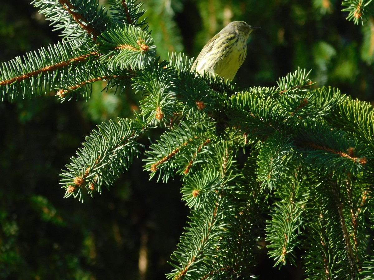 Cape May Warbler - ML626313950