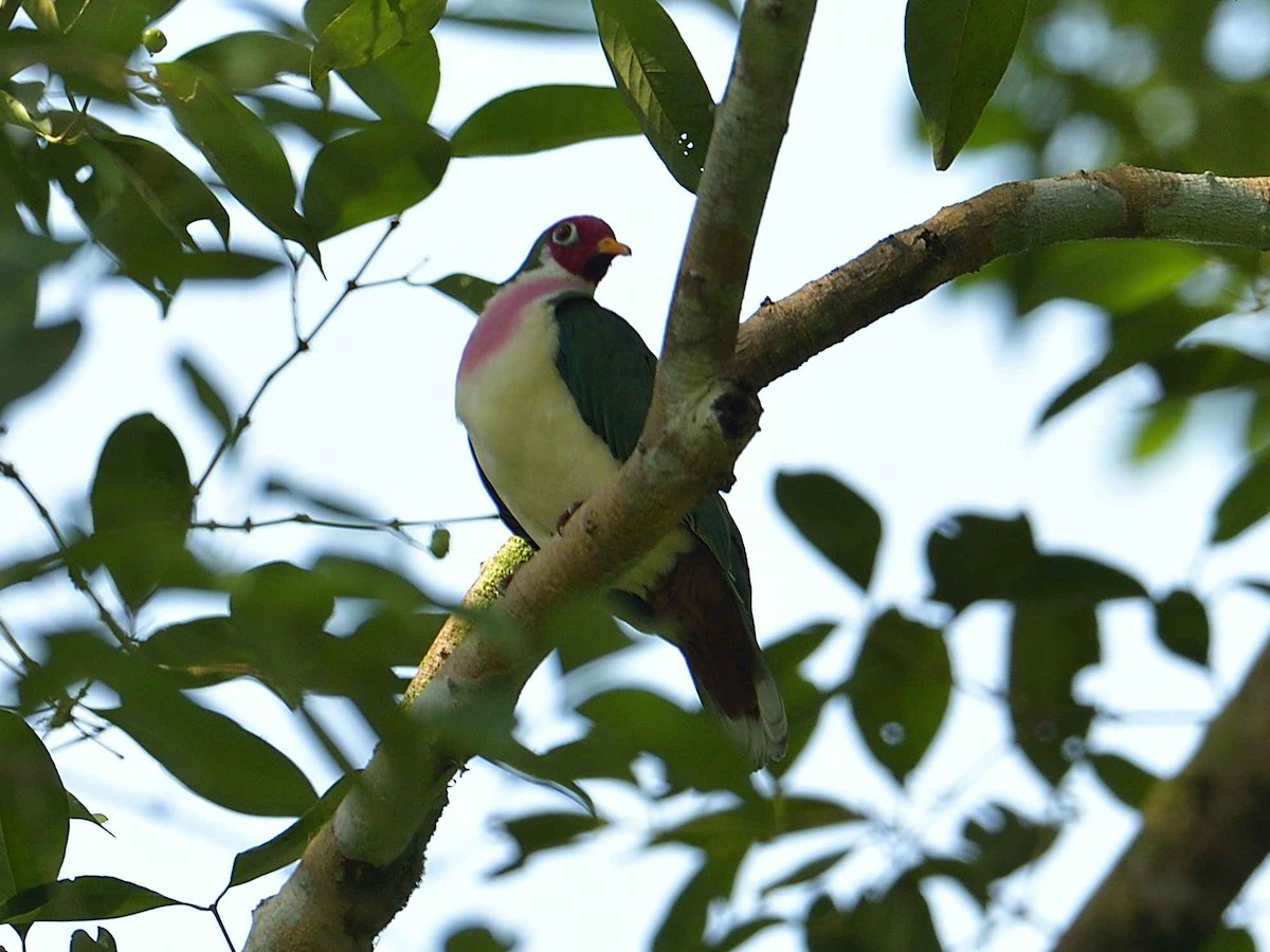 Jambu Fruit-Dove - ML626313957
