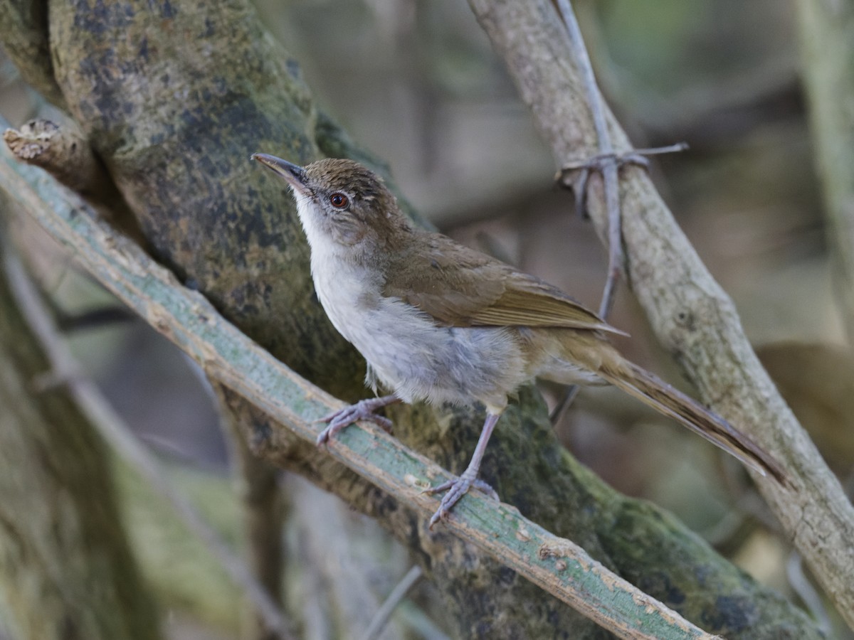 Terrestrial Brownbul - ML626314147