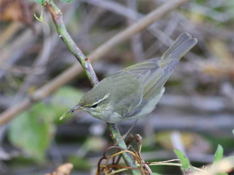 Phylloscopus sp. - ML626314161