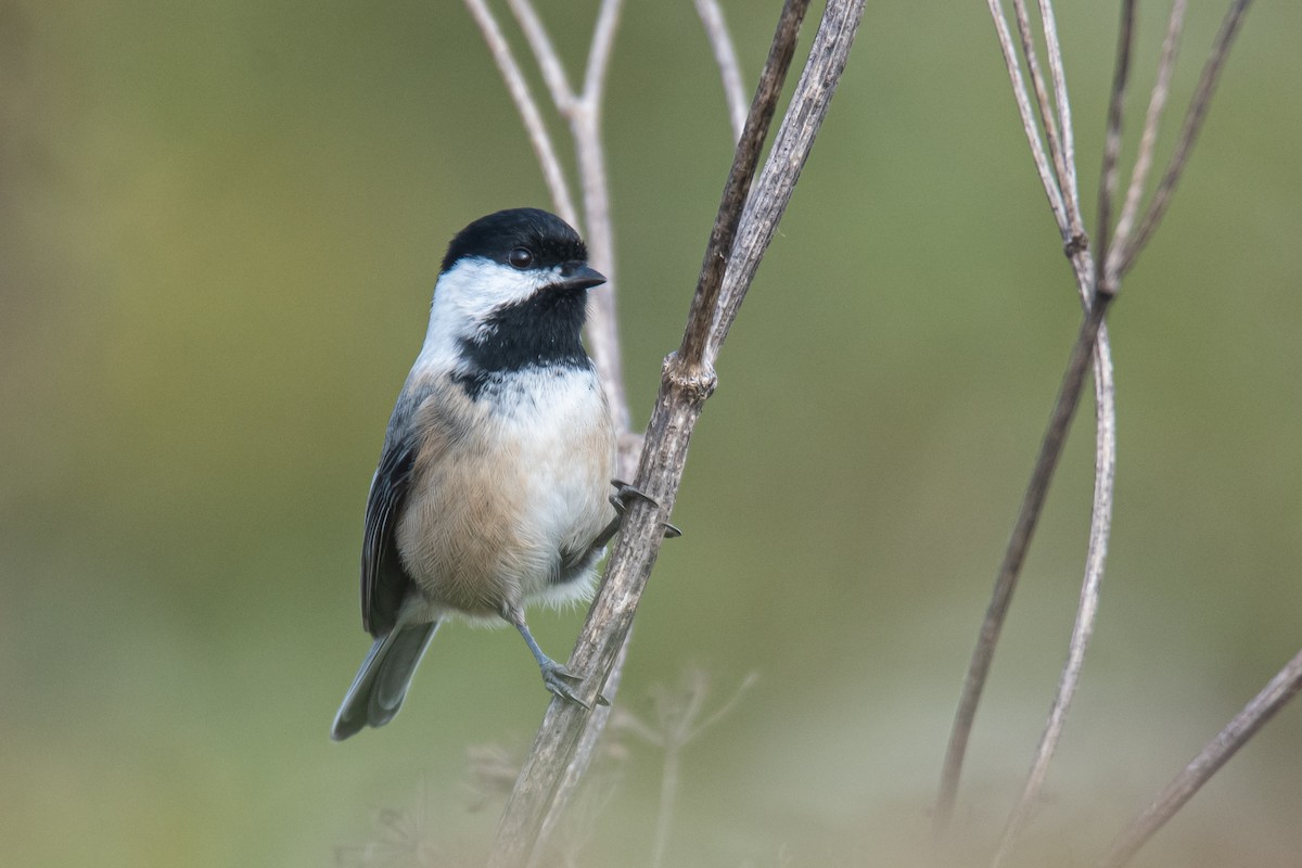 Black-capped Chickadee - ML626314176