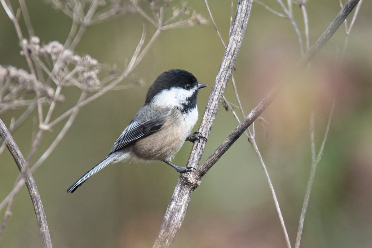 Black-capped Chickadee - ML626314182