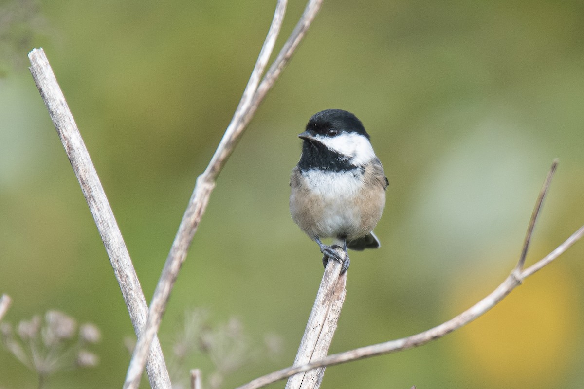 Black-capped Chickadee - ML626314186