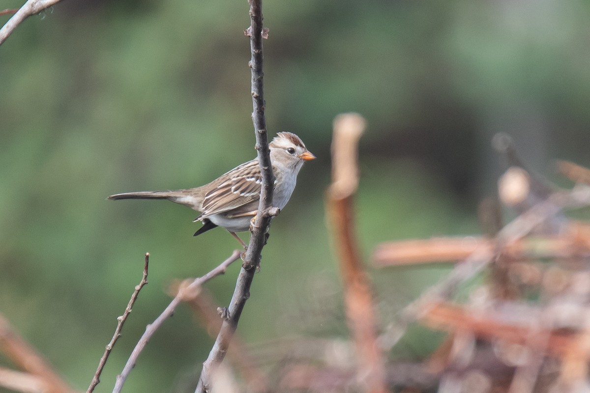 White-crowned Sparrow (Gambel's) - ML626314188