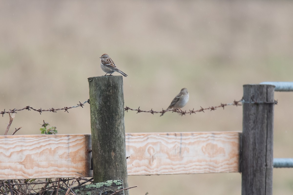 American Tree Sparrow - ML626314189