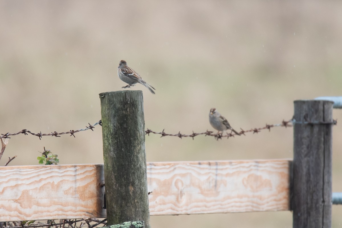 American Tree Sparrow - ML626314201