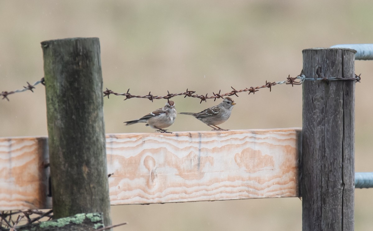 American Tree Sparrow - ML626314216