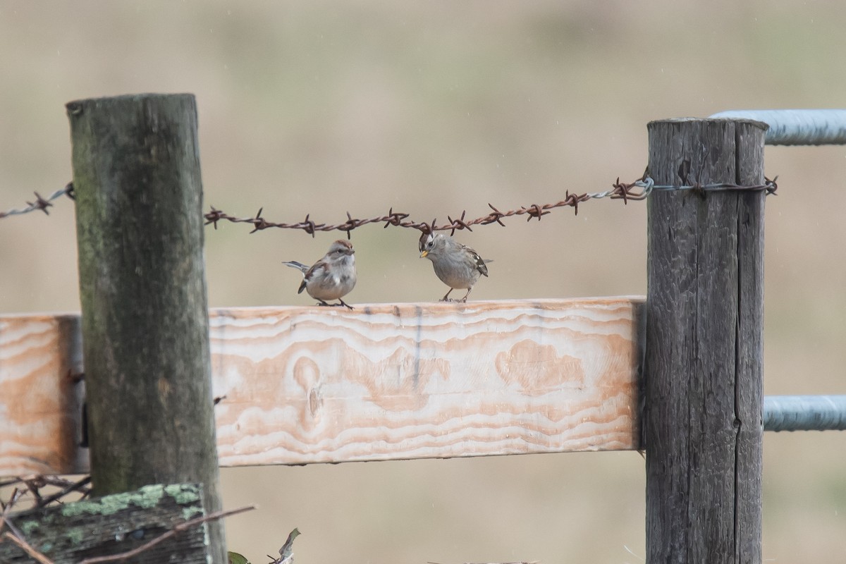 American Tree Sparrow - ML626314217