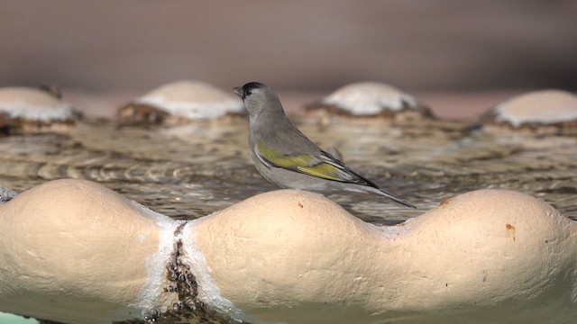 Chardonneret gris - ML626314279