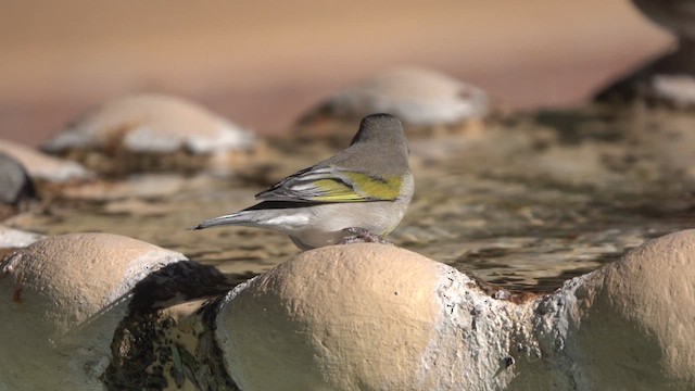 Chardonneret gris - ML626314282