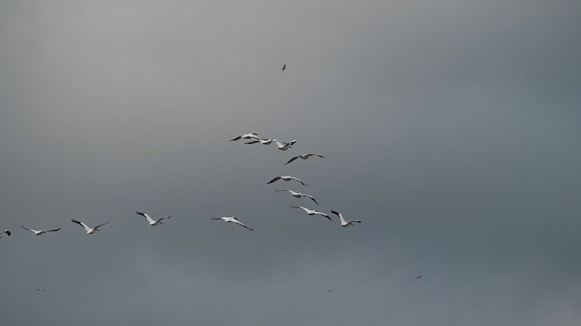 American White Pelican - ML626314354
