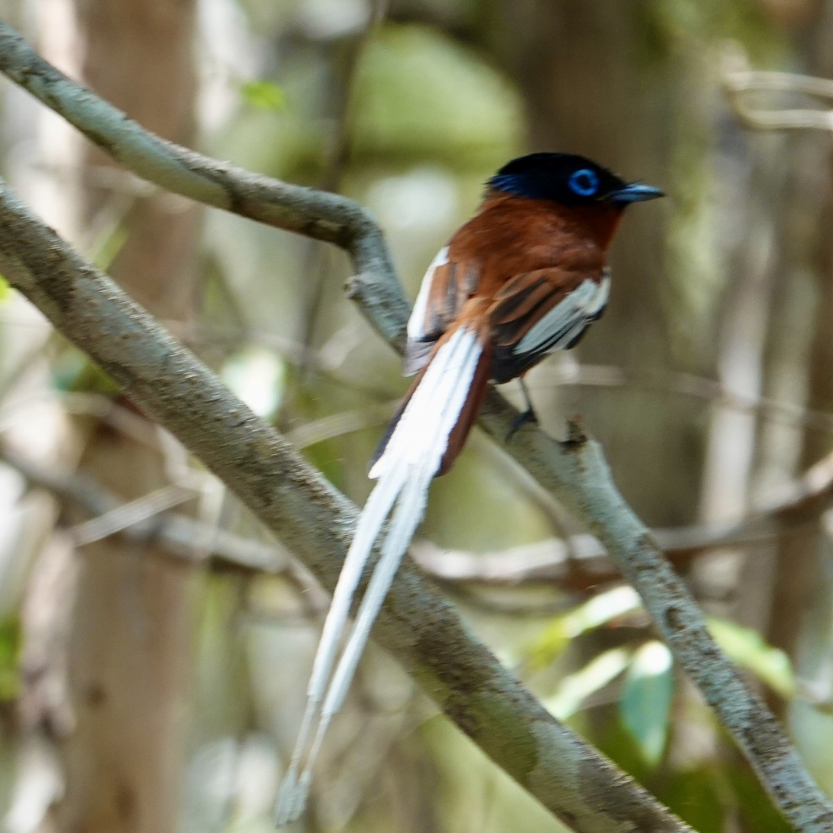 Malagasy Paradise-Flycatcher - ML626314834