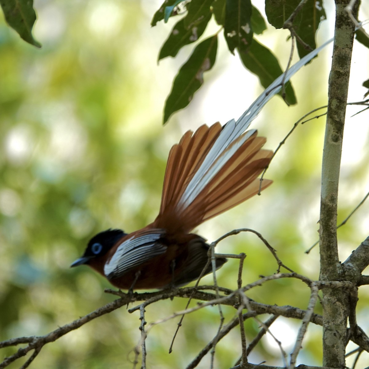 Malagasy Paradise-Flycatcher - ML626314835