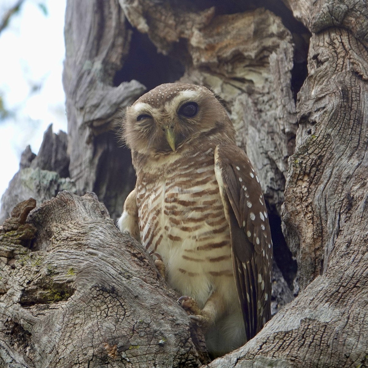 White-browed Owl - ML626314858