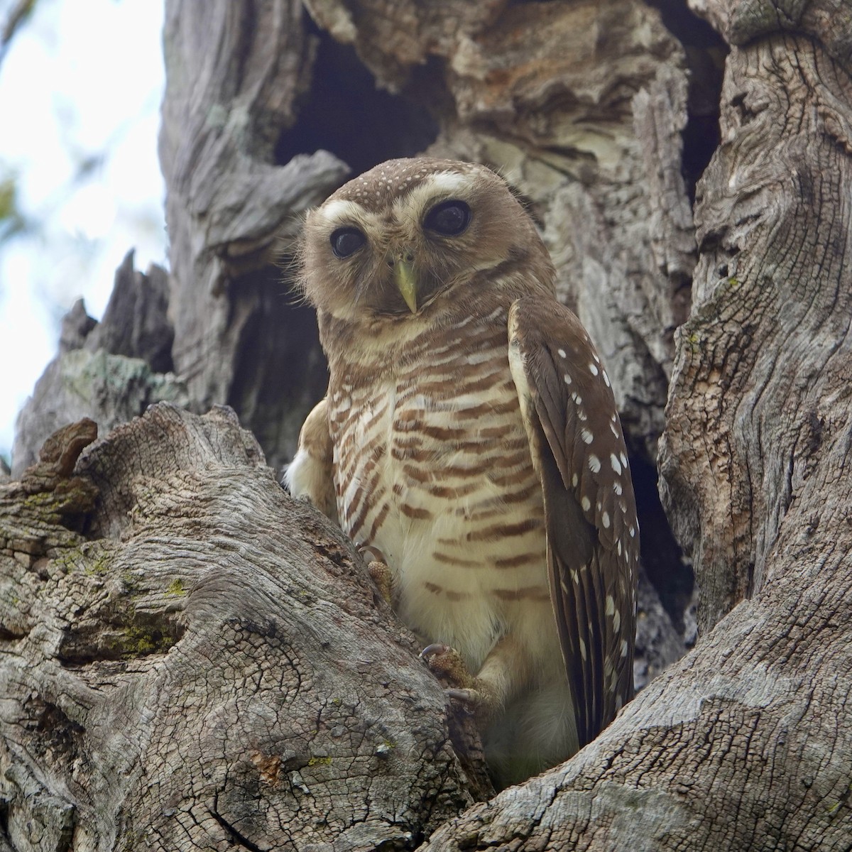 White-browed Owl - ML626314859