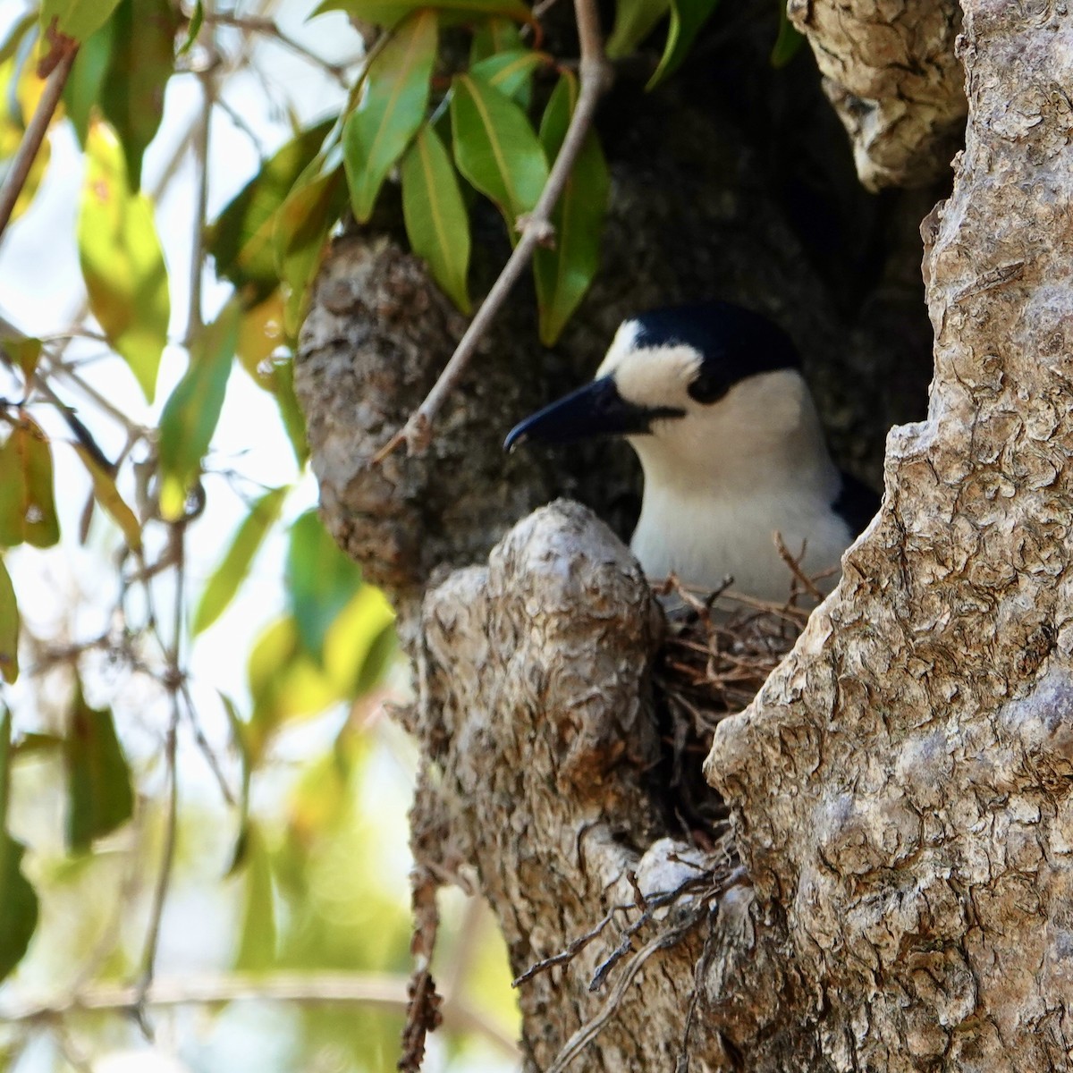 Hook-billed Vanga - ML626315041