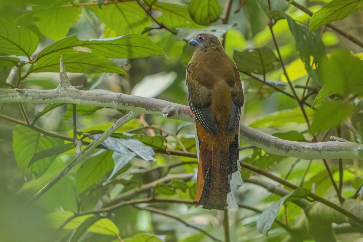 Red-headed Trogon - ML626315215