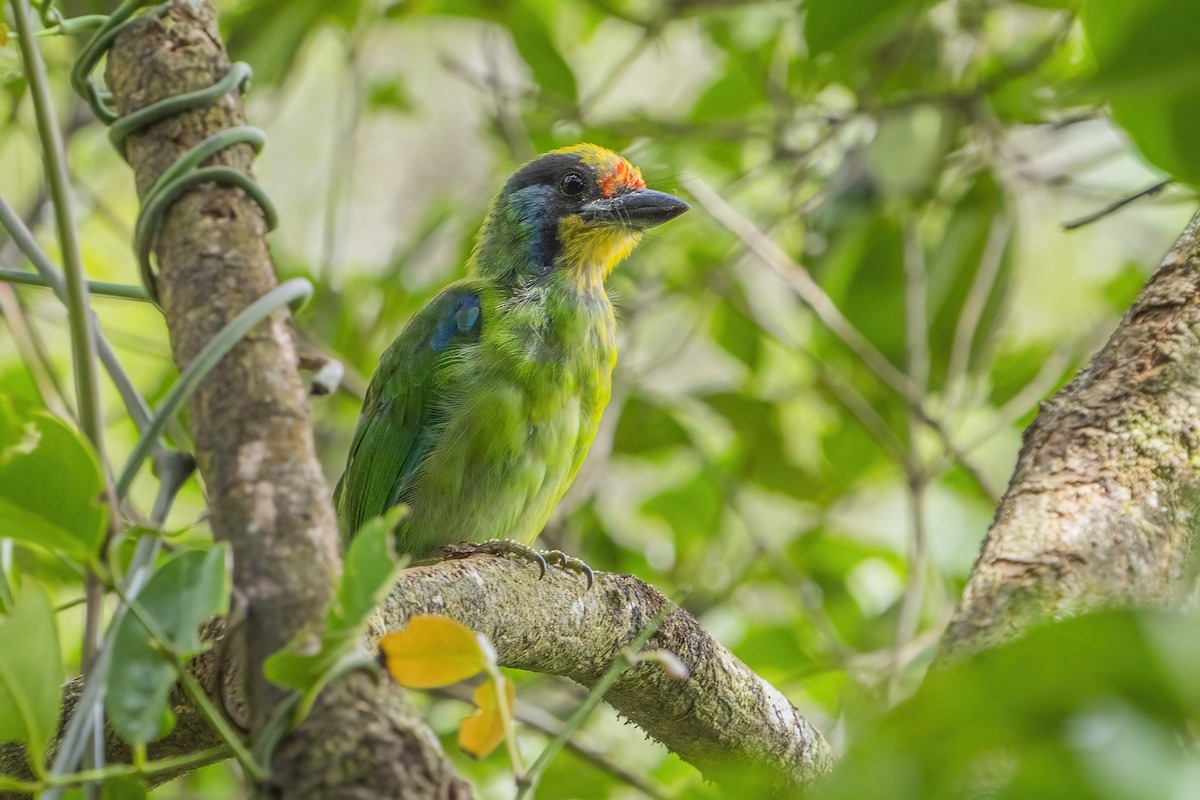 Necklaced Barbet - ML626315220