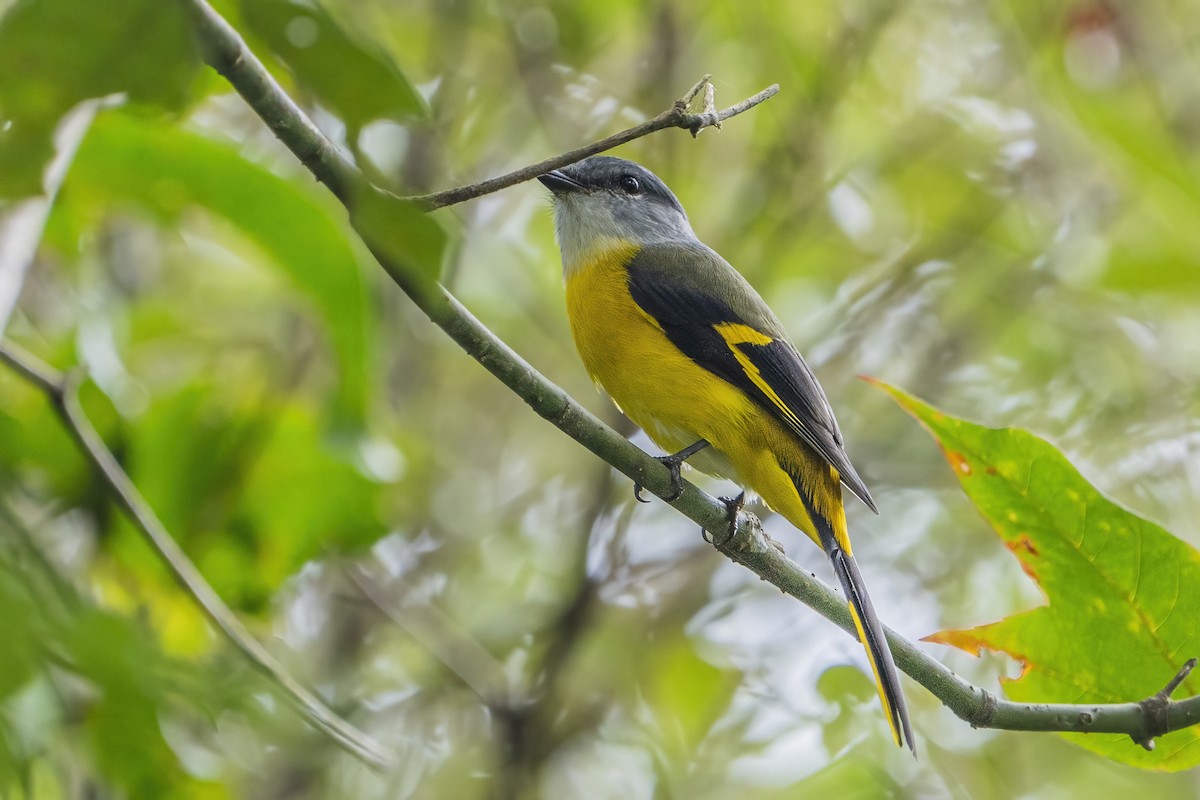 Gray-chinned Minivet - ML626315222