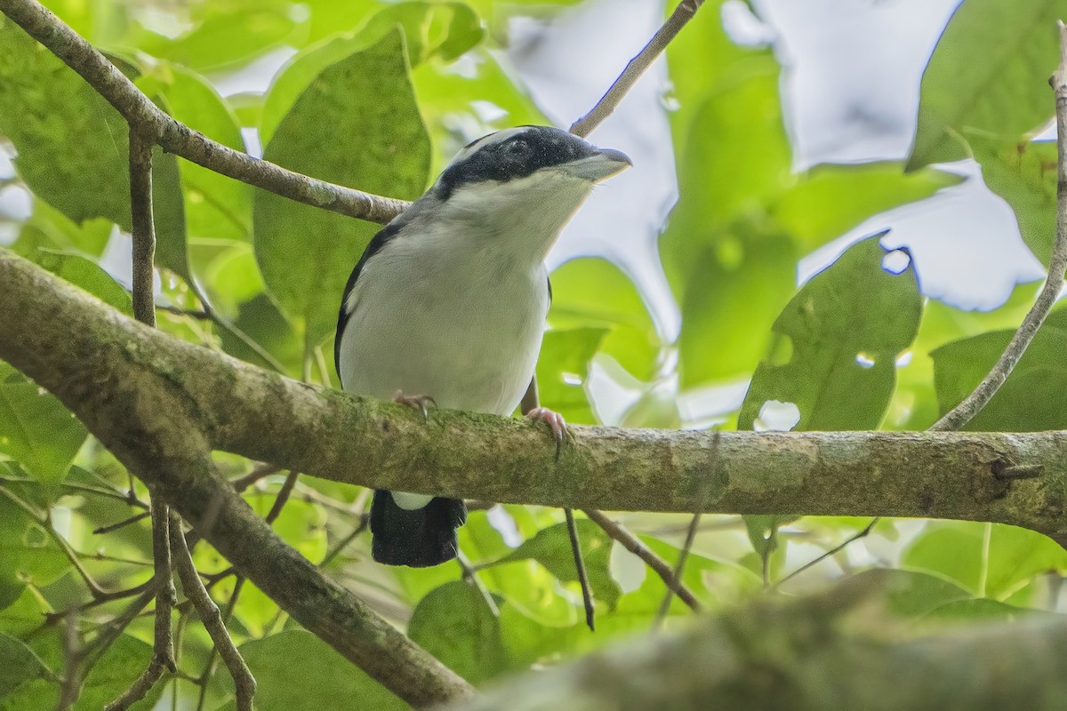 White-browed Shrike-Babbler - ML626315224