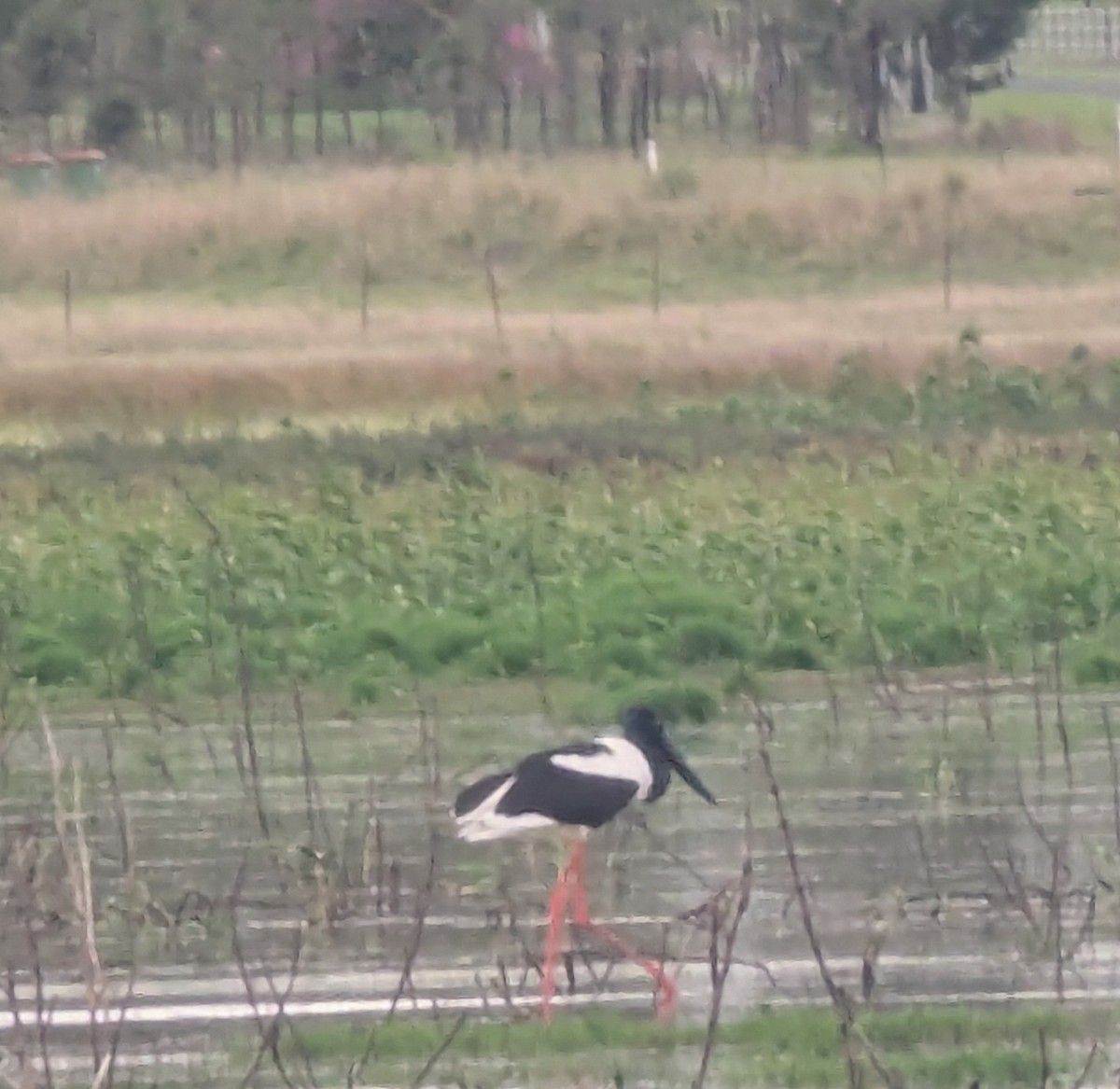 Black-necked Stork - ML626315481