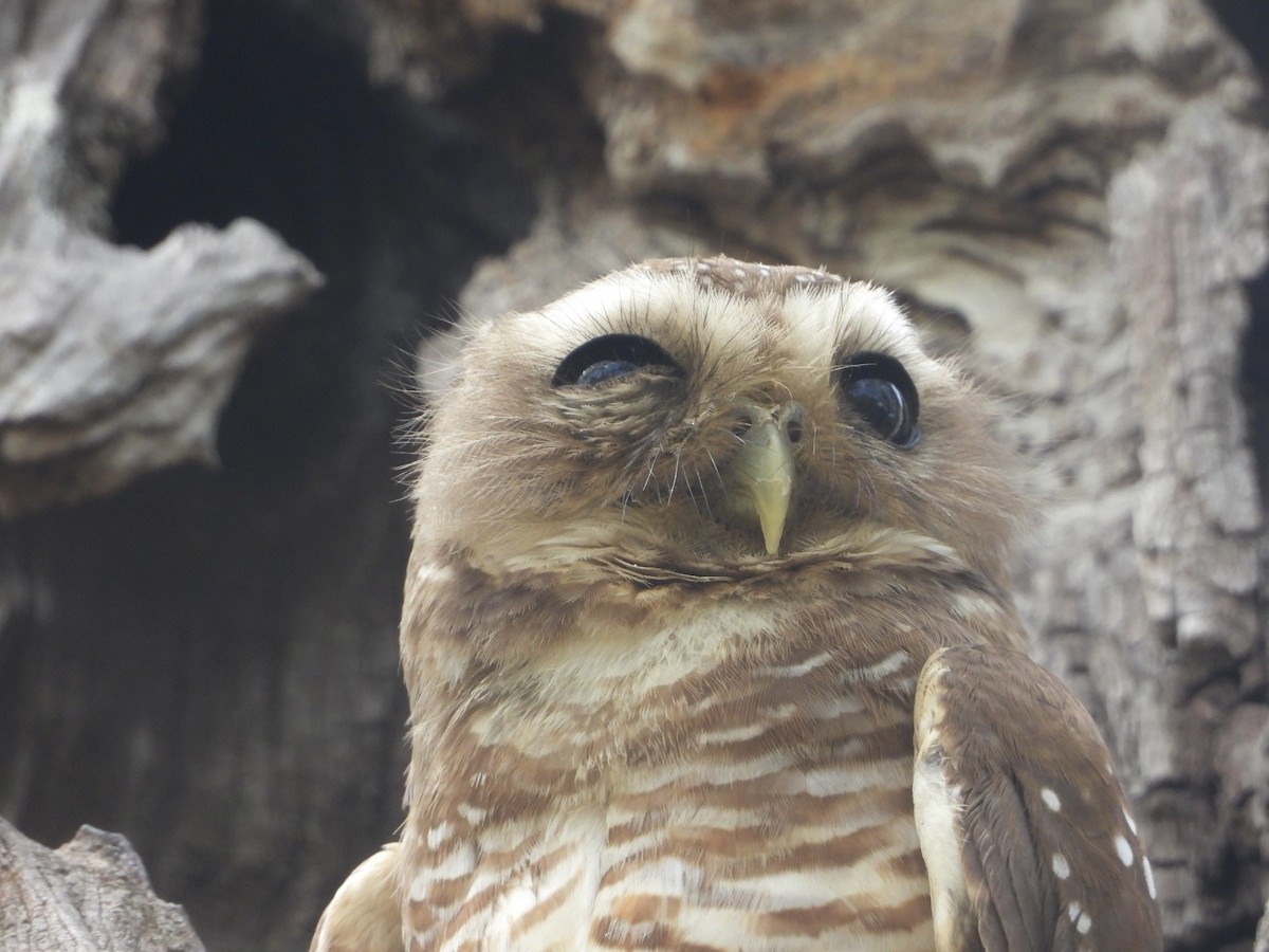 White-browed Owl - ML626315535