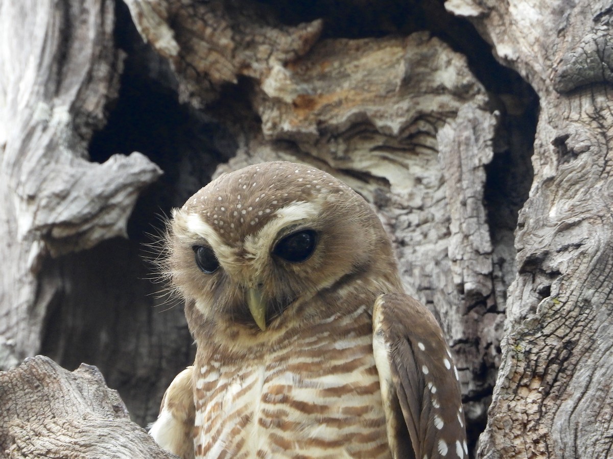 White-browed Owl - ML626315536