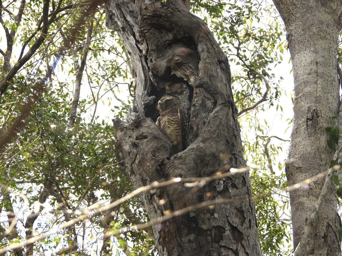 White-browed Owl - ML626315537