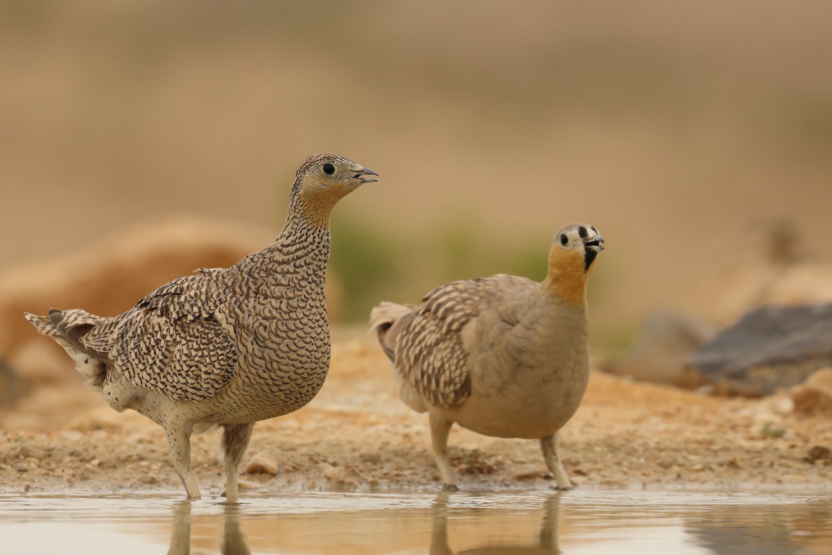 Crowned Sandgrouse - ML626315687
