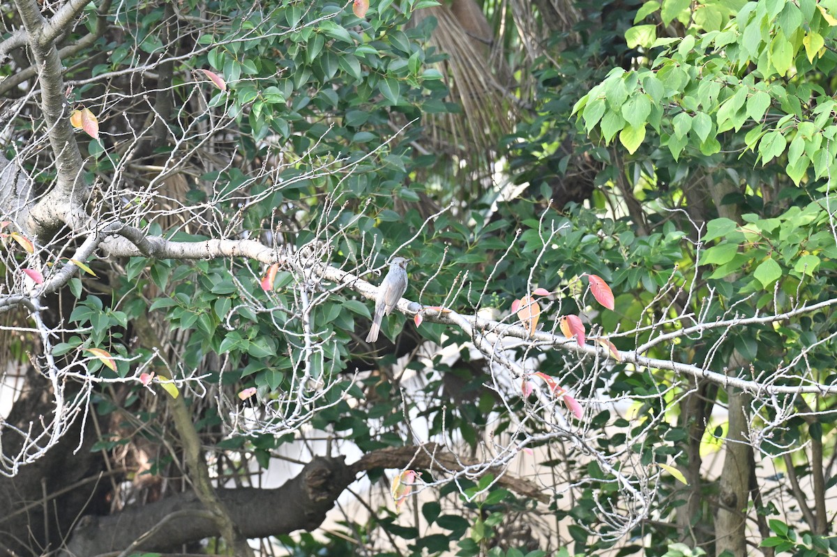 Brown-eared Bulbul - ML626315712