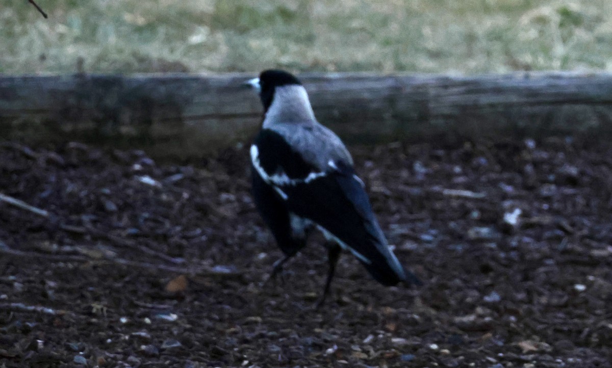 Australian Magpie (White-backed) - ML626315722