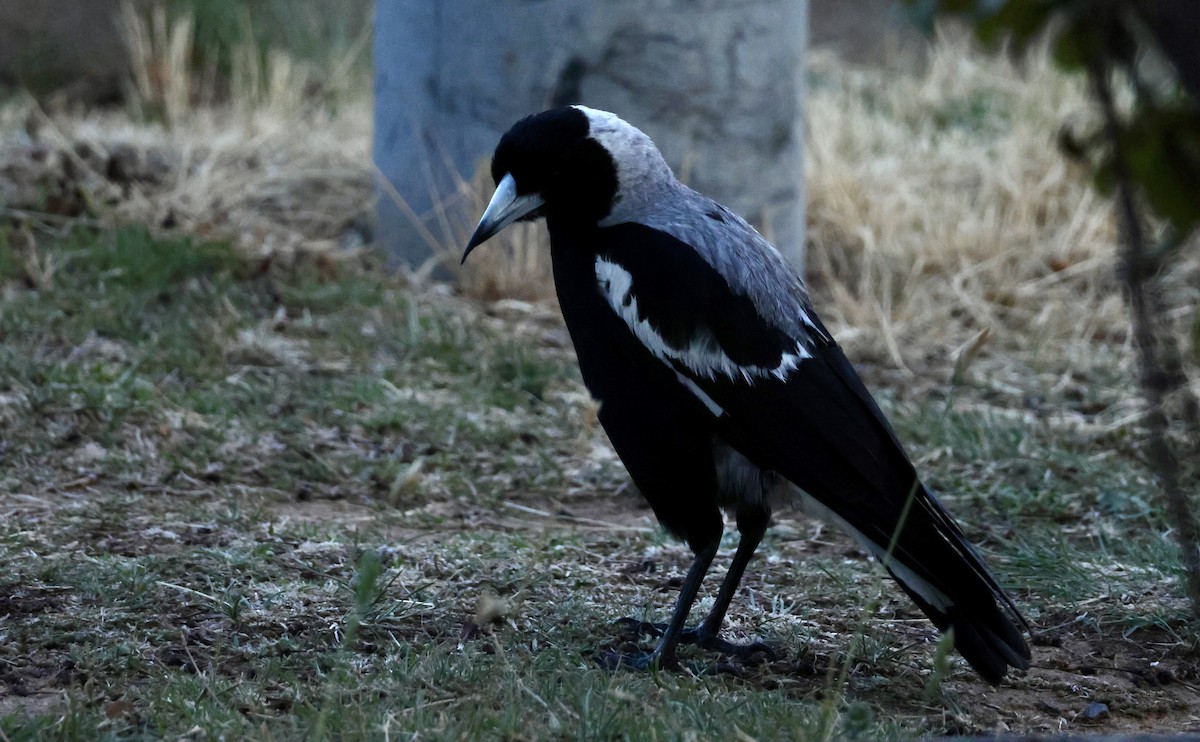 Australian Magpie (White-backed) - ML626315723