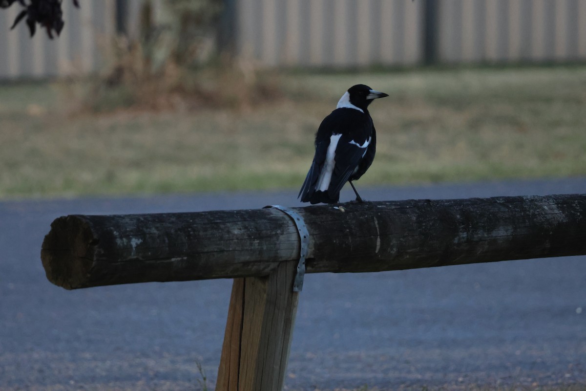 Australian Magpie (Black-backed) - ML626315739