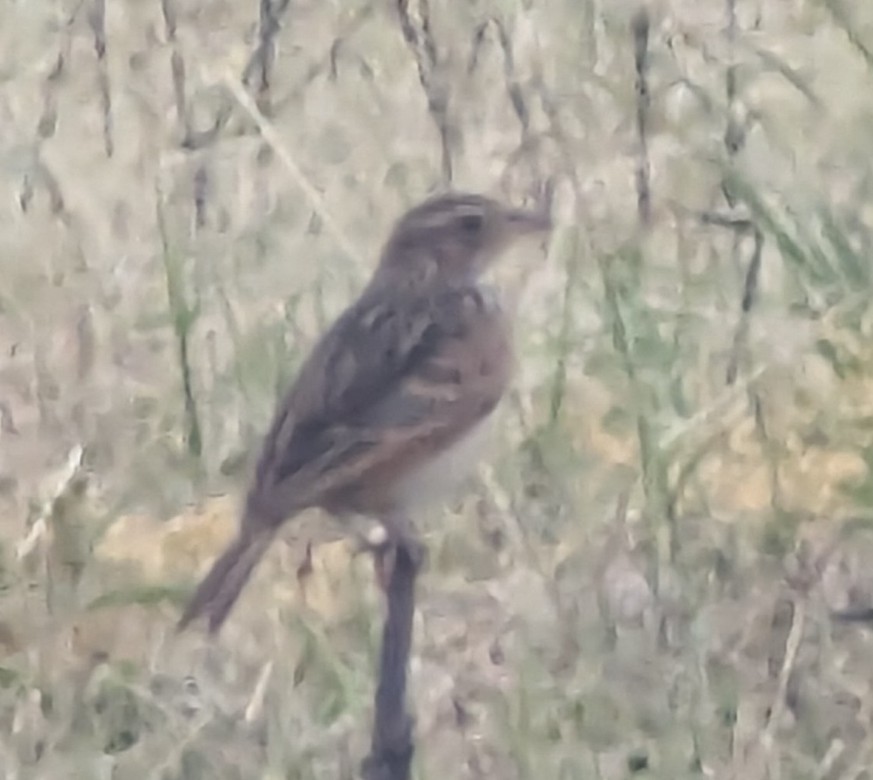 עפרושיח רונן - ML626315814