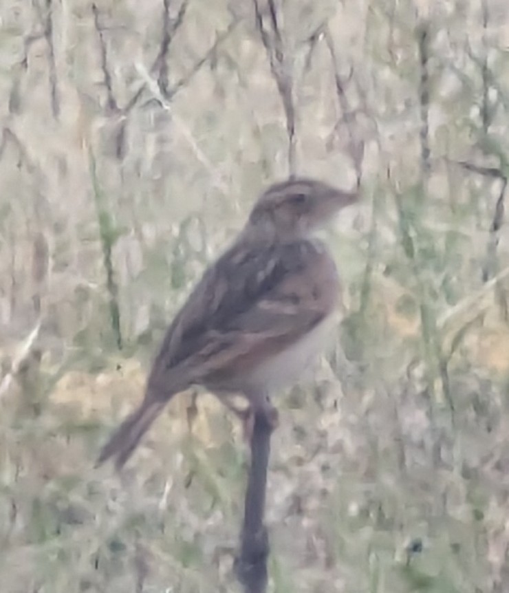 עפרושיח רונן - ML626315815
