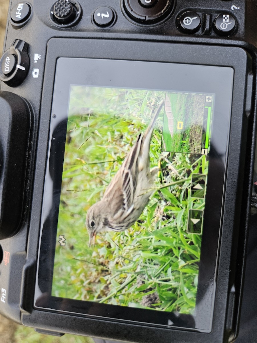 Water Pipit - ML626315941