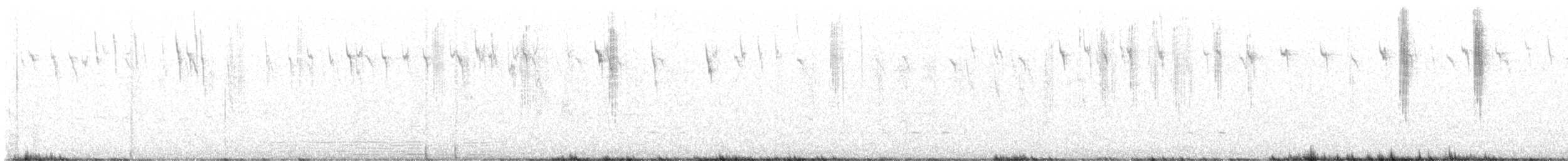 White-winged Fairywren - ML626315942