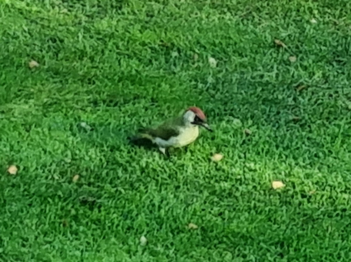 žluna zelená - ML626315943