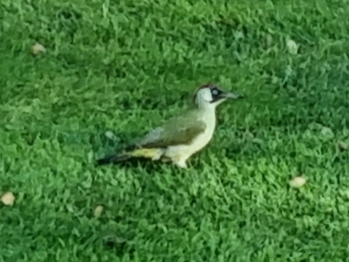 žluna zelená - ML626315944