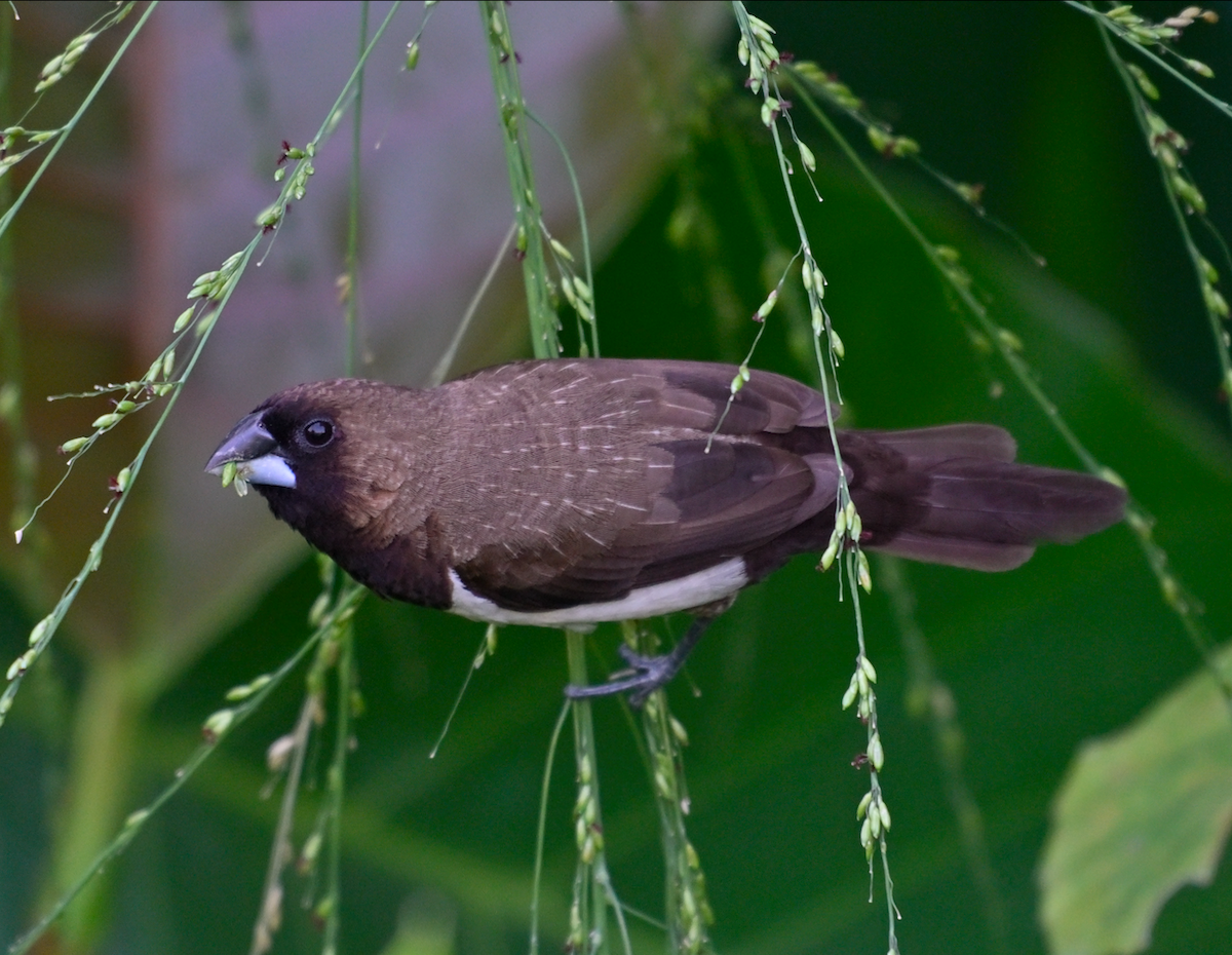 Javan Munia - ML626316082