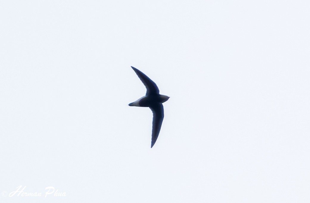 Silver-backed Needletail - ML626316087